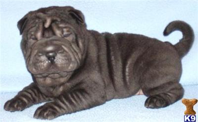 Chinese Shar-Pei Puppies for Sale